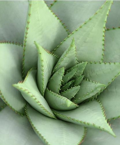 unnamed image